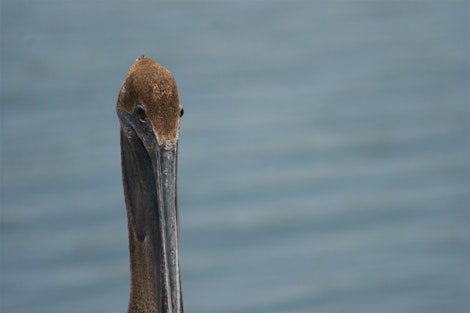 The Pelican Beak