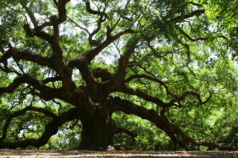 Angel Oak – John's Island, South Carolina