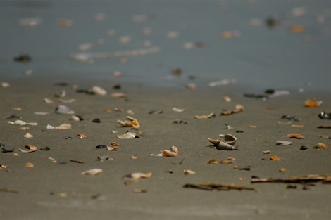 Beach Shell Life #2