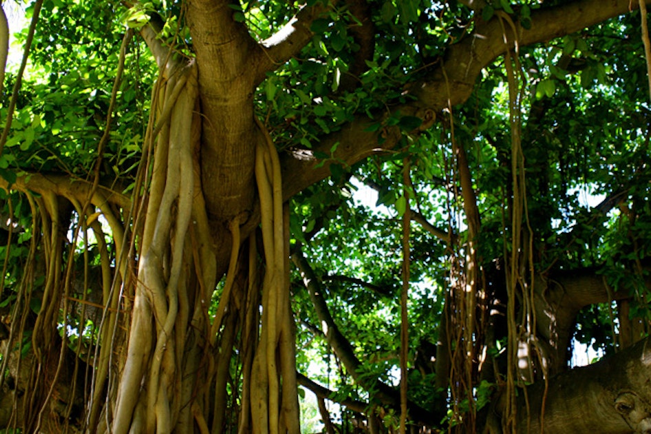 Weird Hawaii Tree Close Up Waikiki, Hawaii