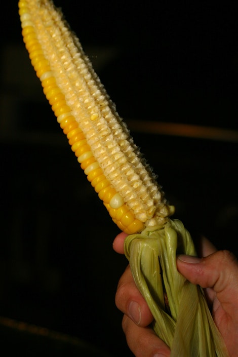 Perfect Corn Eating Technique