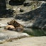 Kodiak Bear at Pittsburgh Zoo