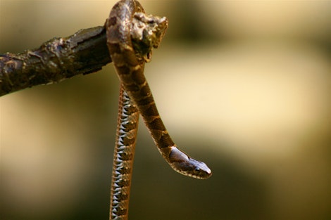 Snake Stick