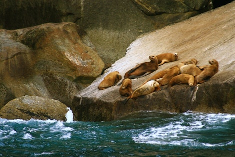 Harbor Seals #1