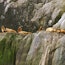 Harbor Seals #4
