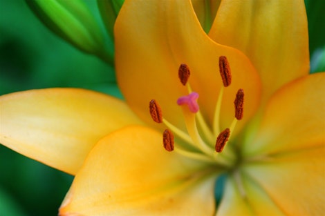 Lily by Marilyn