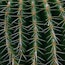 Cactus in the Dones