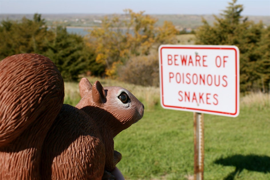 Poisonous Snakes In South Dakota - Bull snake, Pituophis catenifer ...