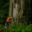 Redwood Fun #2