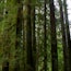The Redwoods Forest