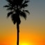 Venice Beach Palmset